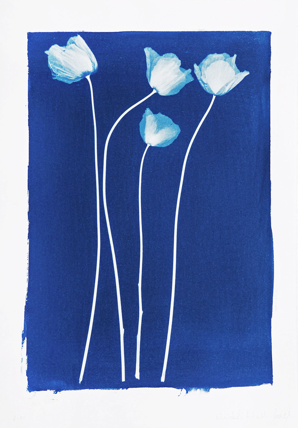 Vier Mohnblumen, Blau
